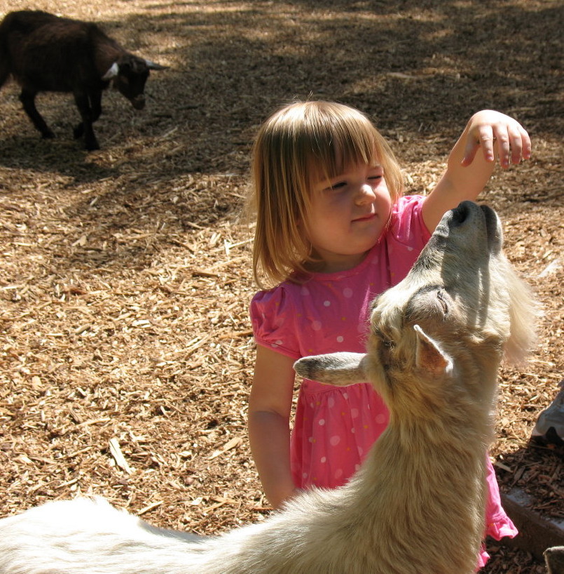 Adirondack animal land coupon sale