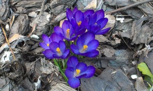 flowers