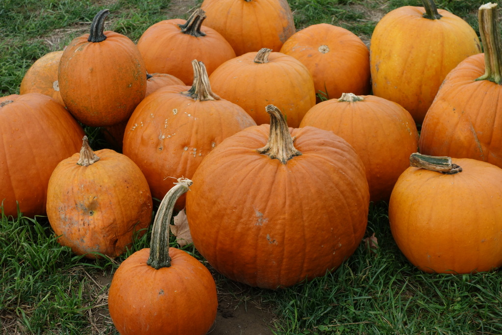 Pumpkin Patch In Schenectady Ny