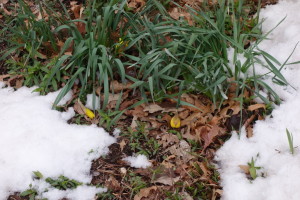 Saddest daffodils ever.