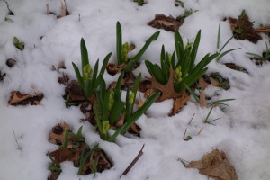 For the love of God, hyacinths, please wait! . . WAIT!!