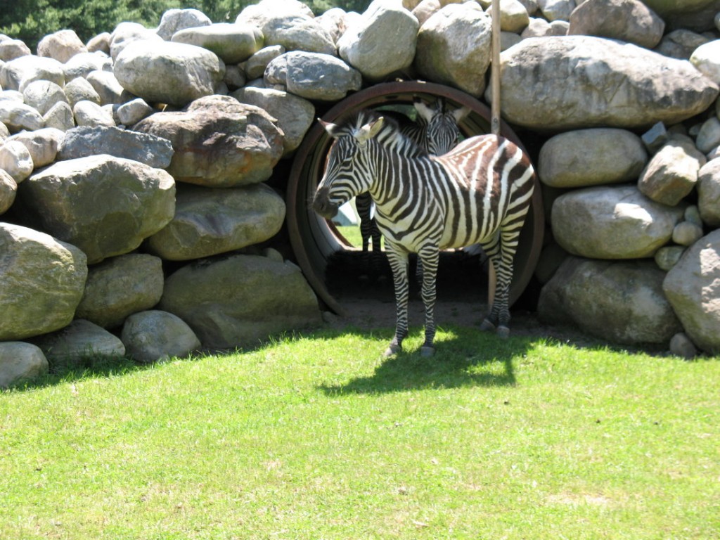 Adirondack Animal Land Capital District Fun