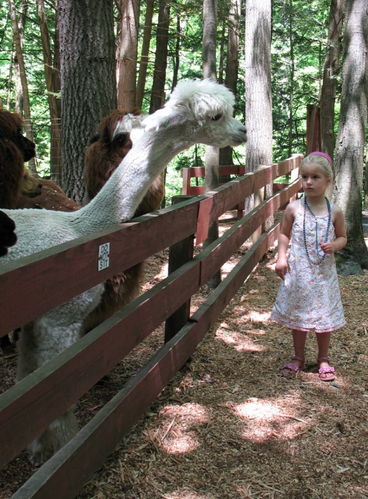 Adirondack Animal Land Capital District Fun